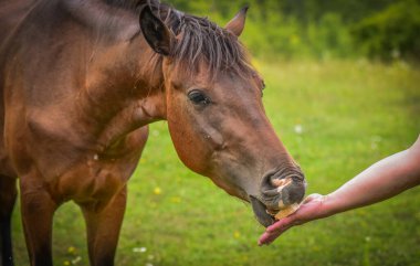 Nezaket Ekmeği denilen manzara