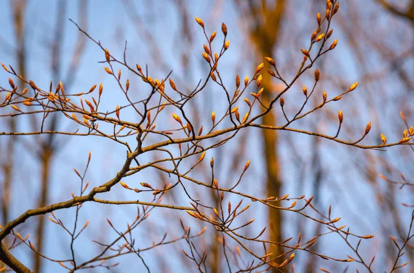 Landskap Som Kallas Apelsinmosaik — Stockfoto