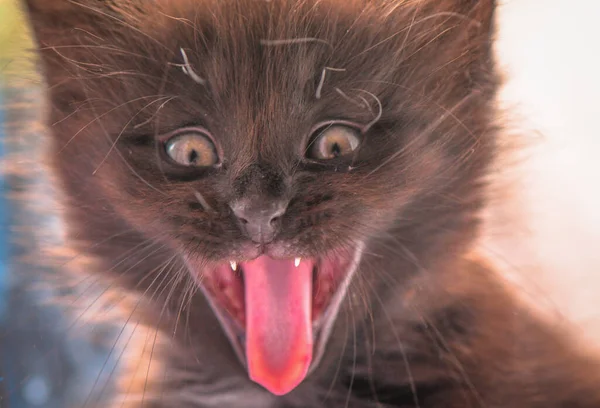 Retrato Gato Fofo Puro Sangue — Fotografia de Stock