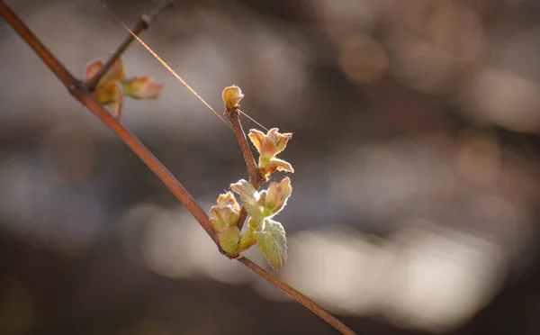 Paysage Appelé Printemps Gagnant — Photo