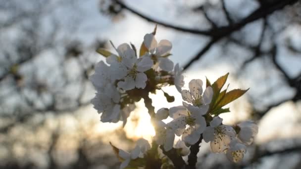 Kvetoucí Větev Ovocného Stromu Staré Zahradě — Stock video