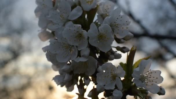 Virágzó Gyümölcsfa Egy Régi Kertben — Stock videók