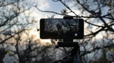 Çiçek açan bir bahçede akıllı telefondan video çekmek.