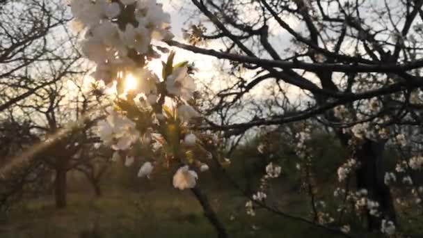 Bloeiende Fruitboom Tak Een Oude Tuin — Stockvideo