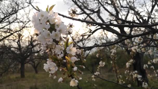 Floraison Branche Arbre Fruitier Dans Vieux Jardin — Video