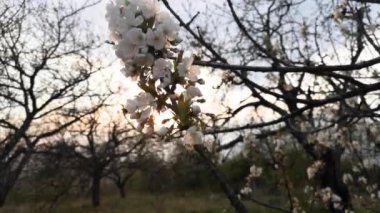 Çiçek açan meyve dalı eski bir bahçede