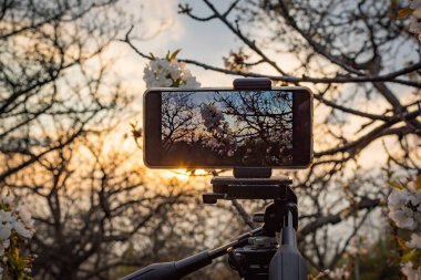 Çiçek açan bir bahçede akıllı telefondan video çekmek.