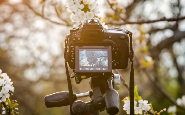 Съемка Видео Камеру Цветущем Саду — стоковое фото
