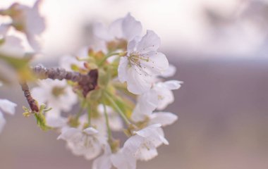 Eski bir meyve bahçesinde çiçek açan ağaç
