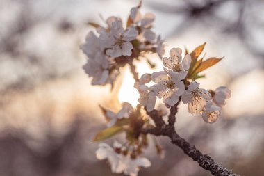 Eski bir meyve bahçesinde çiçek açan ağaç