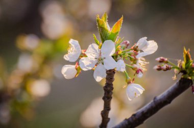 Eski bir meyve bahçesinde çiçek açan ağaç