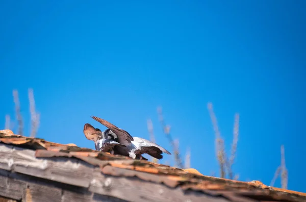 Familia Palomas Techo — Foto de Stock