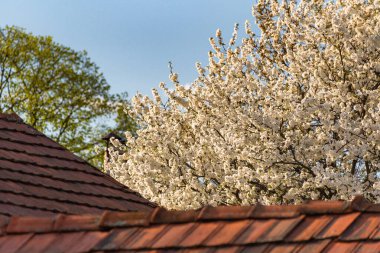 Döşemeli çatı ve çiçekli ağaç