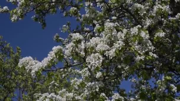 Flowering Wild Pear Tree Strong Wind — Stock Video