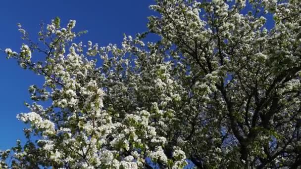 強風で野生の梨の木を開花させる — ストック動画