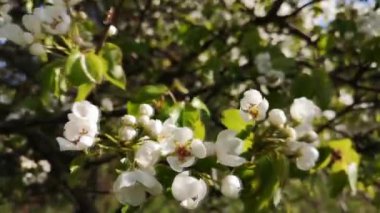 Güçlü bir rüzgarda çiçek açan armut ağacı.