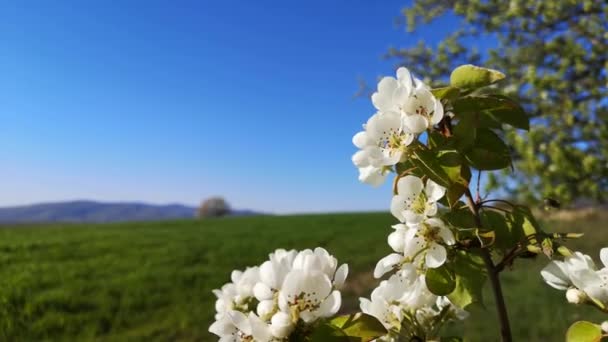 Flowering Wild Pear Tree Strong Wind — Stock Video