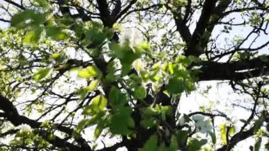 Güçlü bir rüzgarda çiçek açan armut ağacı.