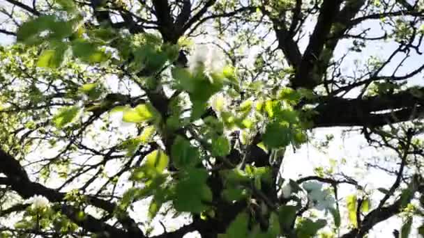 Floraison de poirier sauvage dans un vent fort 