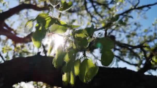 Güçlü Bir Rüzgarda Çiçek Açan Armut Ağacı — Stok video