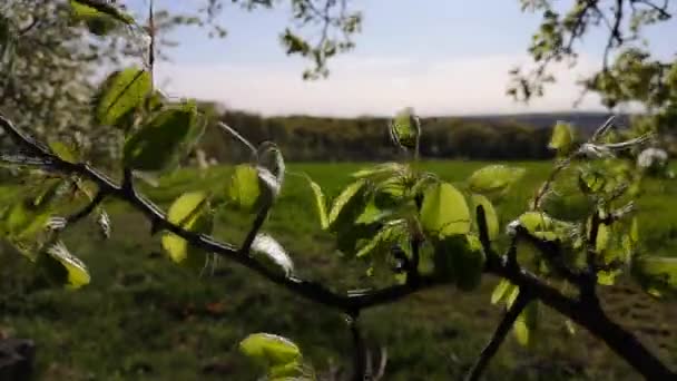 在大风中开花的野梨树 — 图库视频影像