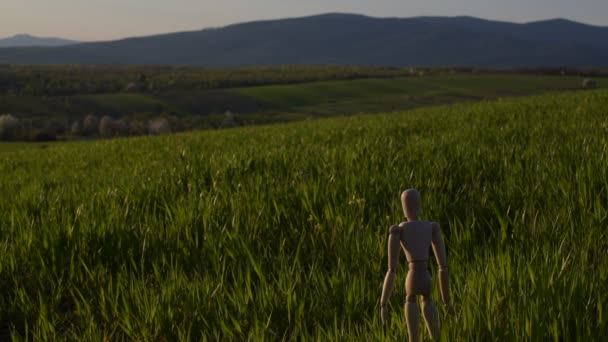 Articulated Little Man Stands Field Ascending Cereal Crop — Stock Video