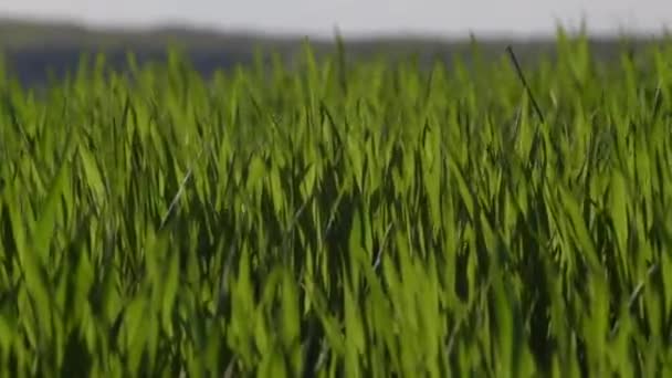 Champs de printemps avec pousses vertes d'une nouvelle culture céréalière 