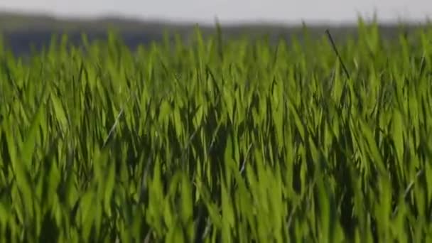 Campos Primavera Con Brotes Verdes Una Nueva Cosecha Grano — Vídeo de stock