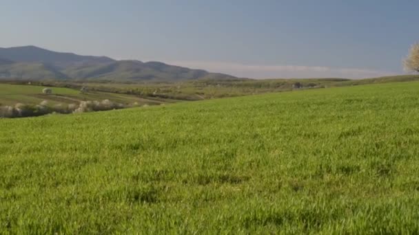 Campi Primavera Con Germogli Verdi Nuovo Raccolto Grano — Video Stock