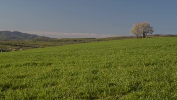 Весенние Поля Зелеными Побегами Нового Зернового Урожая — стоковое видео