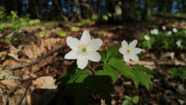 Prímulas Brancas Floresta Primavera — Vídeo de Stock