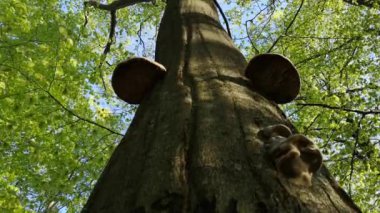 Bahar Ormanı 'ndaki kayın ağacı