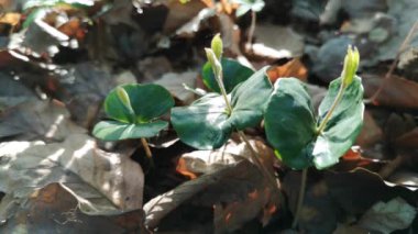 Ormandaki yaprak yığınları arasında yaygın kayın fideleri