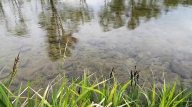 Baharda şeffaf dağ nehri