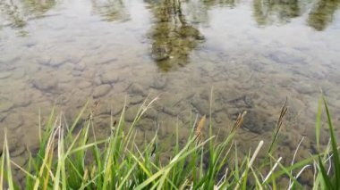 Baharda şeffaf dağ nehri