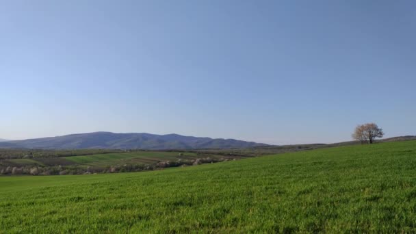 Campi Primavera Con Germogli Verdi Nuovo Raccolto Grano — Video Stock