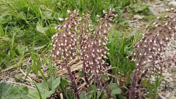 Blühende Blüten Einer Seltenen Hygrophilen Pflanze — Stockvideo