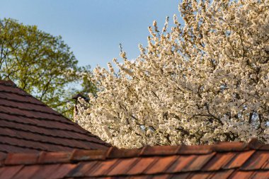 Şehirde İlkbahar denilen manzara