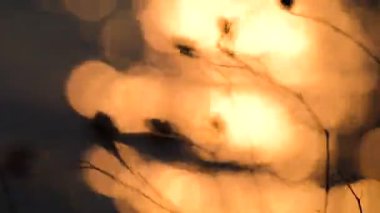 Dalgalardaki günbatımı izinin arka planında kuru bitki örtüsü