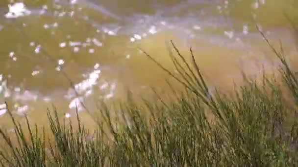 Flora Seca Sobre Fondo Una Pista Atardecer Sobre Las Olas — Vídeo de stock