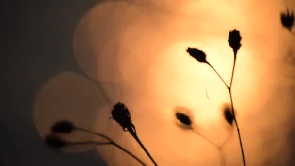 落日波纹背景下的干植物区系 — 图库视频影像