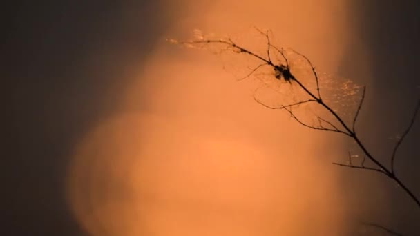 Dalgalardaki Günbatımı Izinin Arka Planında Kuru Bitki Örtüsü — Stok video