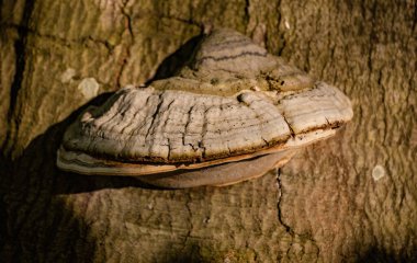 Chaga mantarı ağaçta yetişiyor.