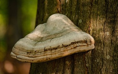 Chaga mantarı ağaçta yetişiyor.