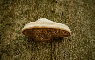 Chaga mantarı ağaçta yetişiyor.