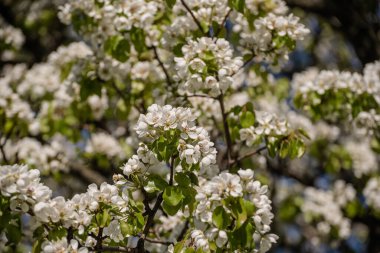 Taze yeşil yapraklar baharda ağaçta