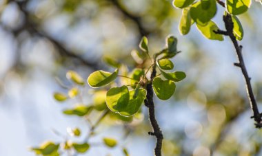 Taze yeşil yapraklar baharda ağaçta