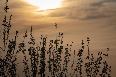 Bahar akşamında güzel, parlak gün batımı