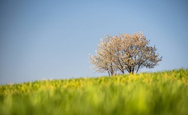 Yeni ekinlerin yeşil filizleriyle ilkbahar tarlaları