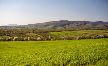 Yeni ekinlerin yeşil filizleriyle ilkbahar tarlaları